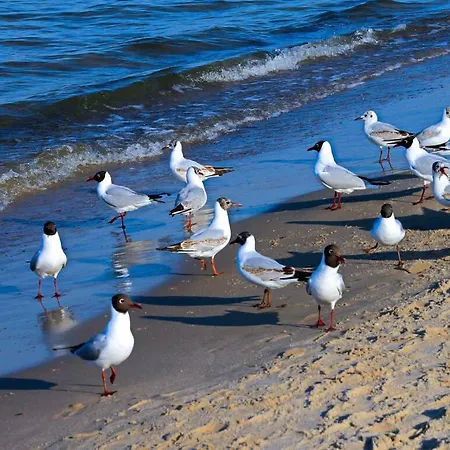 Comfortable Heringsdorf (Usedom)
