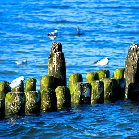 Comfortable Heringsdorf (Usedom)